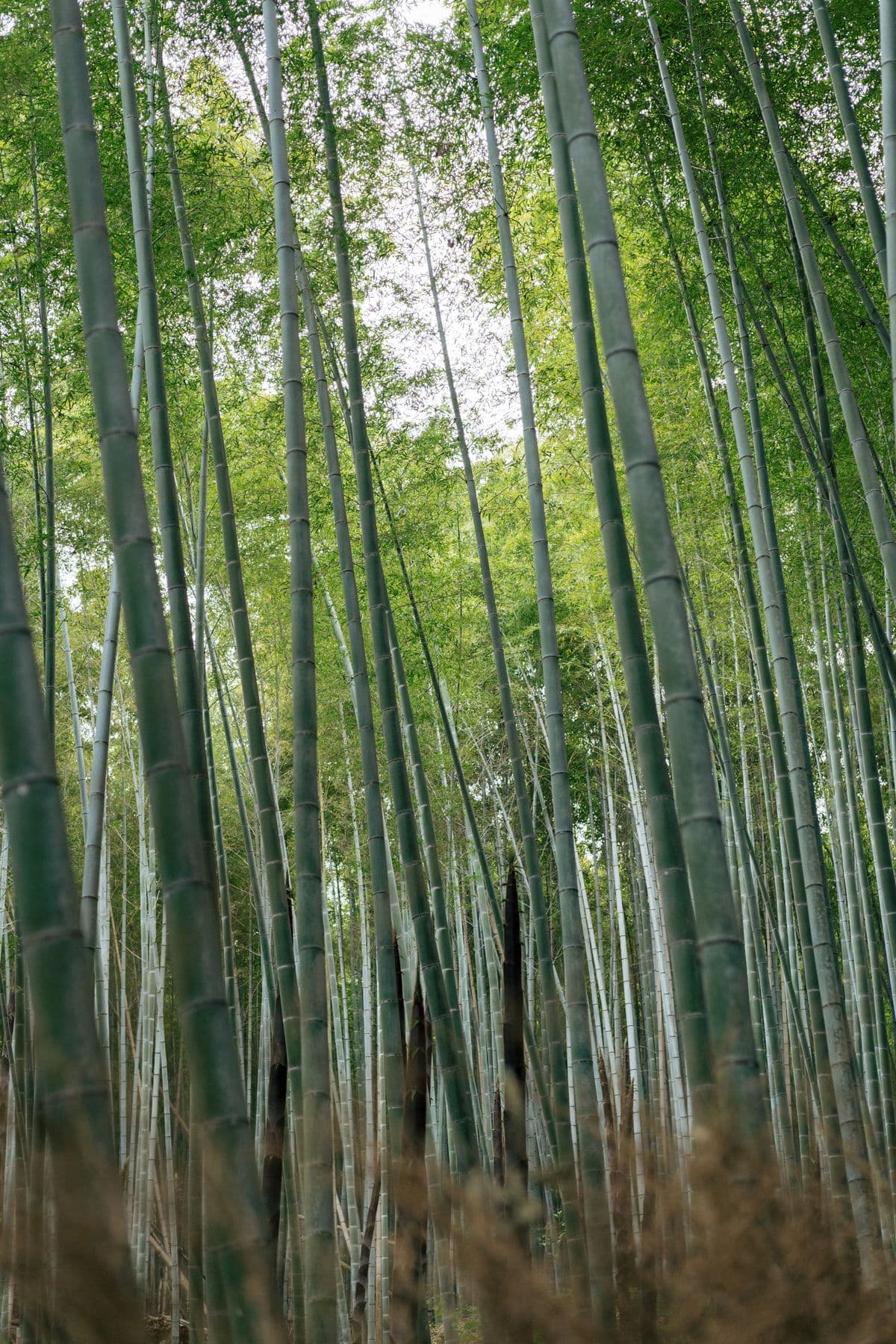 Arashiyama