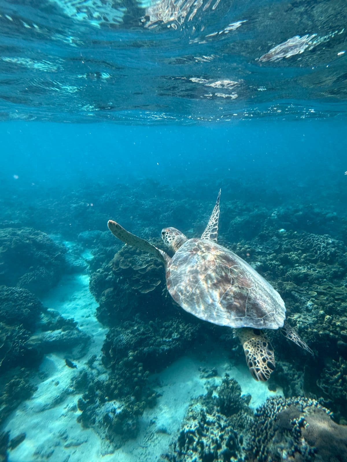 House reef