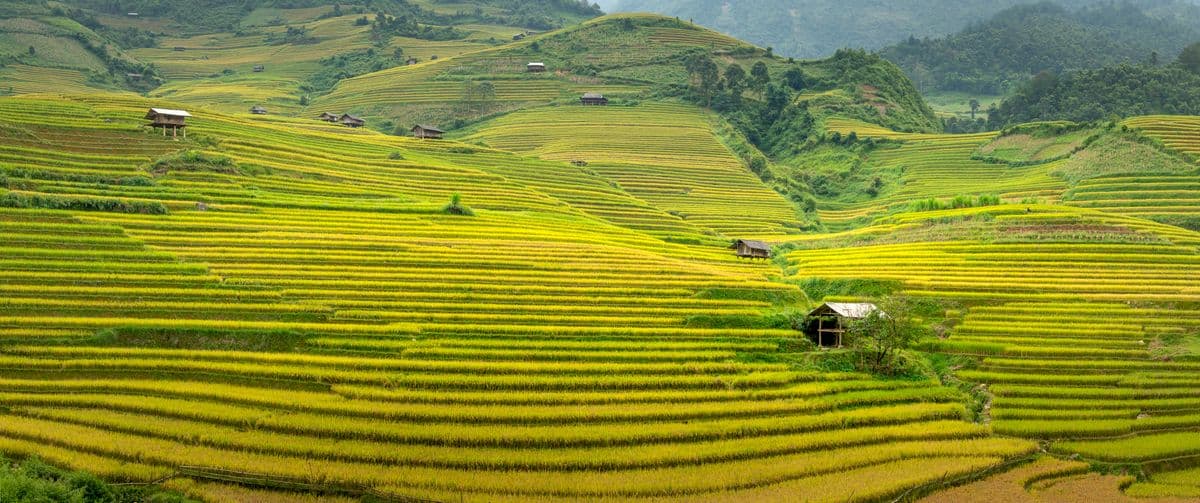 Sapa