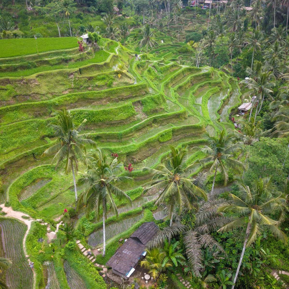 Mount Batur sunrise and the rice terraces